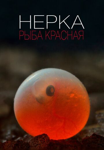Нерка: Рыба красная 